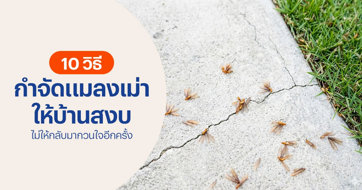 วิธีกำจัดแมลงเม่า