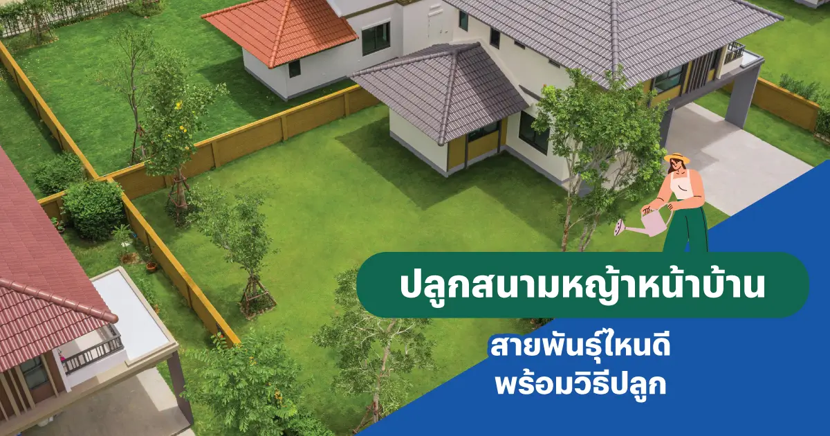6 หญ้าปลูกหน้าบ้านสายพันธุ์ไหนดี พร้อมวิธีปลูกหญ้าหน้าบ้าน | แสนสิริ