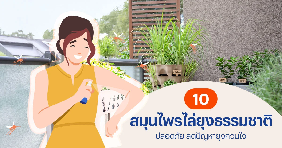 สมุนไพรไล่ยุง