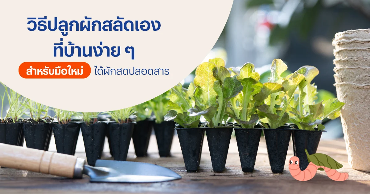 วิธีปลูกผักสลัดเองที่บ้าน
