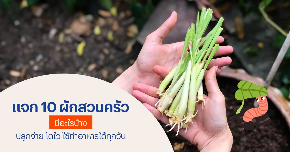แจก 10 ผักสวนครัว มีอะไรบ้าง ปลูกง่าย โตไว ใช้ทำอาหารได้ทุกวัน